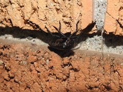 Osmoderma scabra