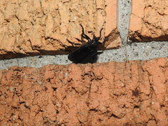 Osmoderma scabra