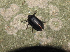 Osmoderma scabra