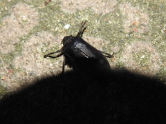 Osmoderma scabra