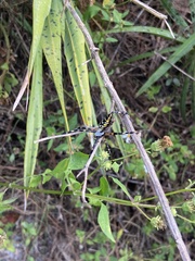 Argiope aurantia image