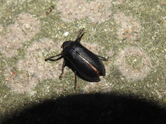 Osmoderma scabra