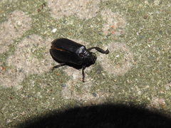 Osmoderma scabra