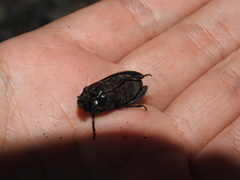 Osmoderma scabra