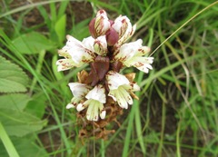 Satyrium sphaerocarpum