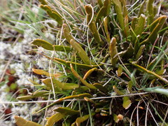 Carmichaelia corrugata