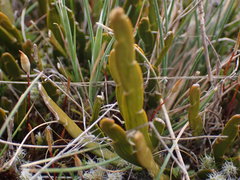 Carmichaelia corrugata