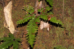 Adiantum diaphanum