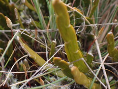 Carmichaelia corrugata