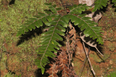 Adiantum diaphanum