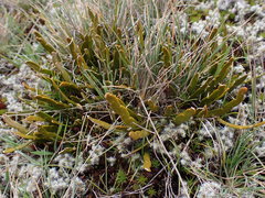 Carmichaelia corrugata