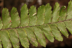 Adiantum diaphanum