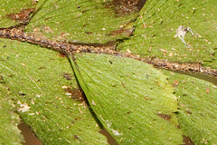 Adiantum diaphanum