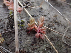 Crassula colligata