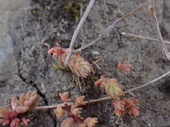 Crassula colligata