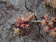 Crassula colligata