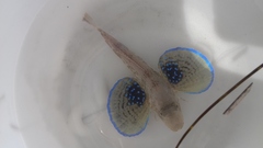 Chelidonichthys lucerna