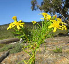 Euryops linearis