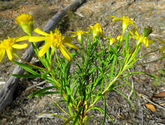 Euryops linearis