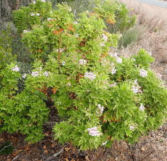 Pelargonium citronellum