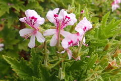 Pelargonium citronellum