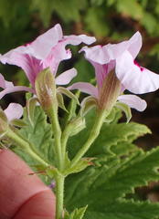Pelargonium citronellum