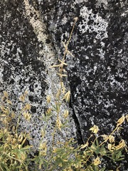 Lupinus hyacinthinus