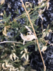 Lupinus hyacinthinus