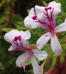 Pelargonium citronellum