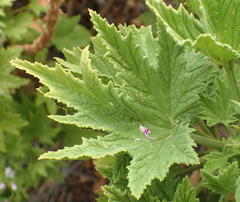 Pelargonium citronellum