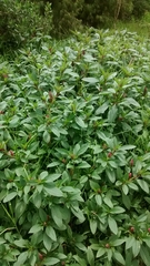 Phytolacca bogotensis