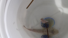 Chelidonichthys lucerna