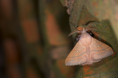 Odonestis bheroba formosae