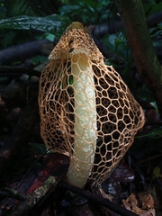 Phallus haitangensis