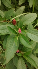 Phytolacca bogotensis