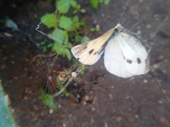 Latrodectus geometricus