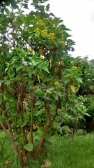 Smallanthus pyramidalis