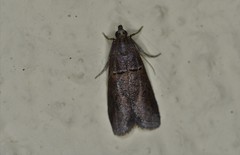 Acrobasis bithynella