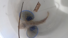 Chelidonichthys lucerna