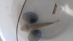 Chelidonichthys lucerna