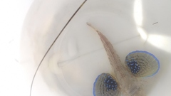 Chelidonichthys lucerna