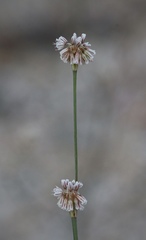 Eriogonum molestum