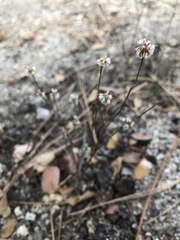 Eriogonum molestum