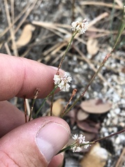 Eriogonum molestum