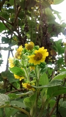 Smallanthus pyramidalis