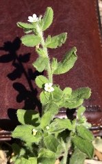 Lithospermum matamorense