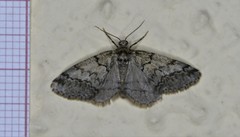 Tephronia lhommaria