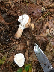 Lepiota cortinarius