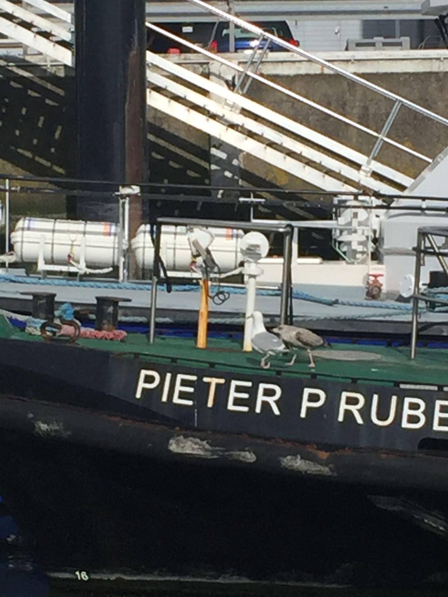 European Herring Gull