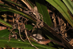 Helmholtzia glaberrima